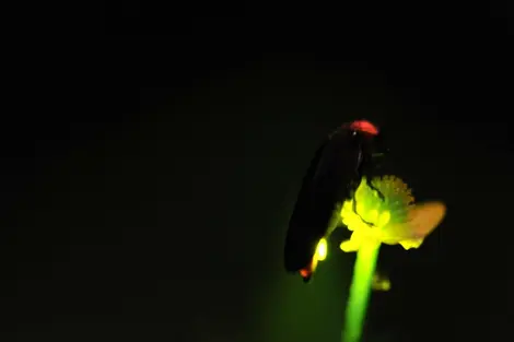 Les lucioles japonaises : symbole du début de l'été Les lucioles japonaises : symbole du début de l'été
