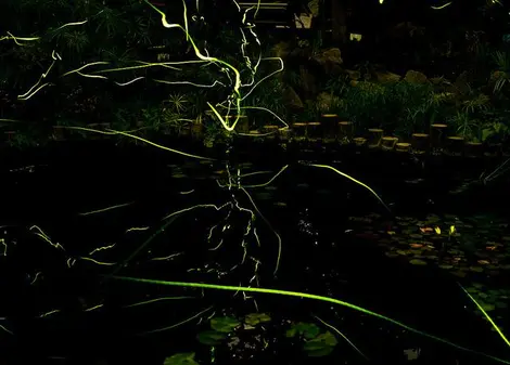 Lucioles japonaises Lucioles japonaises