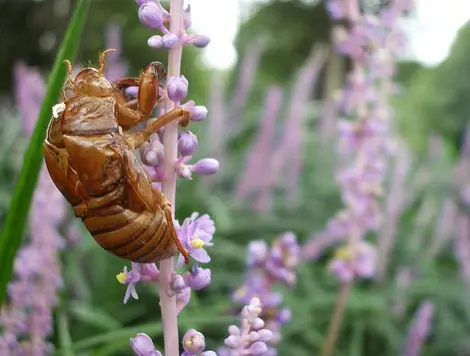 La mue d'une cigale, accrochée à une fleur (Tokyo)