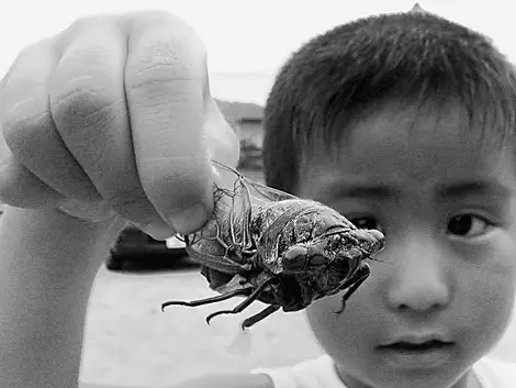 Les enfants sont très friands de la chasse aux insectes l'été !