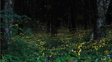 Photo de lucioles japonaises prise en timelapse