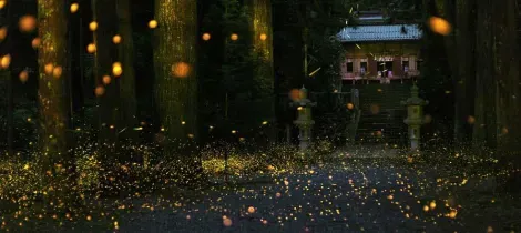 Les lucioles hime-botaru du temple Uchio (préfecture de Hyogo)