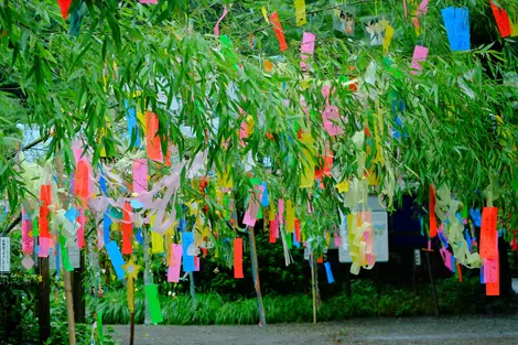 Tanabata est une fête au cours de laquelle les Japonais accrochent leurs vœux sur des branches de bambous Tanabata est une fête au cours de laquelle les Japonais accrochent leurs vœux sur des branches de bambous