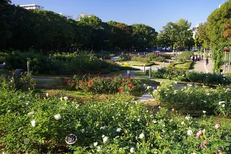 Le jardin de roses du parc Utsubo, à Osaka Le jardin de roses du parc Utsubo, à Osaka