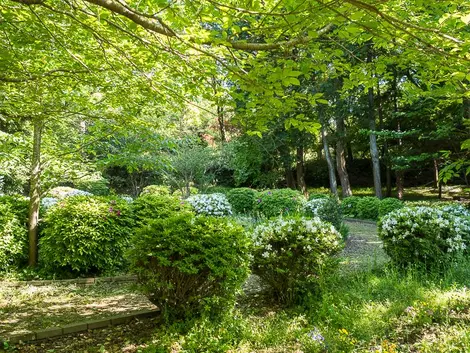 Un océan de verdure au parc Genji-yama Kôen, à Kamakura