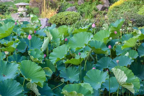 La mare aux lotus du temple Kômyôji, à Kamakura