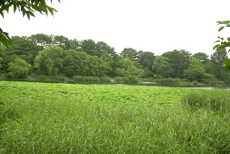 Hattori Ryokuchi koen Hattori Ryokuchi koen