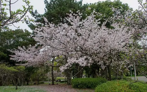 Sakura, Ryokuchi koen Sakura, Ryokuchi koen
