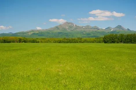 Les champs verts font le bonheur des vaches laitières