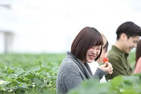 Lors du tours "Fukushima Lagoon + Rizières", visitez la ferme Takagi et cueillez les fraises régionales, les Echigohime !