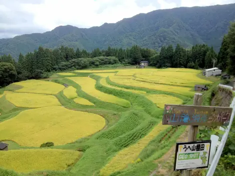 Les rizières du village d'Ojiro en été Les rizières du village d'Ojiro en été