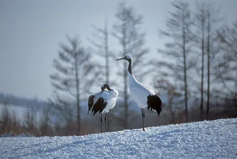 Les grues japonaises ou Tanchô sont des animaux fidèles, restant avec le même partenaire tout au long de leur vie Les grues japonaises ou Tanchô sont des animaux fidèles, restant avec le même partenaire tout au long de leur vie