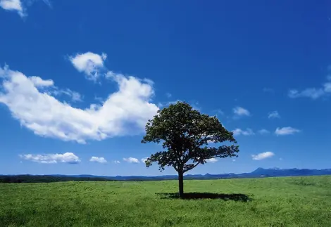 Les plaines de Tsurui, typiques du paysage de l'île de Hokkaido Les plaines de Tsurui, typiques du paysage de l'île de Hokkaido