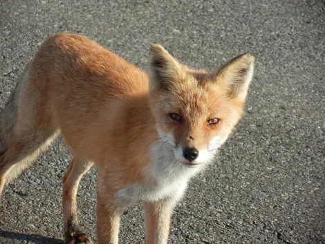 Les grues du Japon n'ont pas le monopole du village de Tsurui, les renards sont aussi bien accueillis