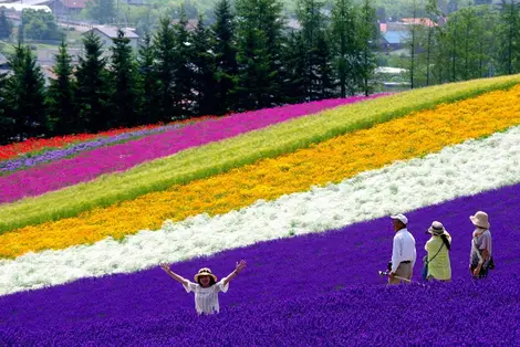 Champs de fleurs à Furano
