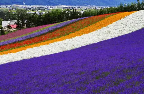 Champs de fleurs à Furano