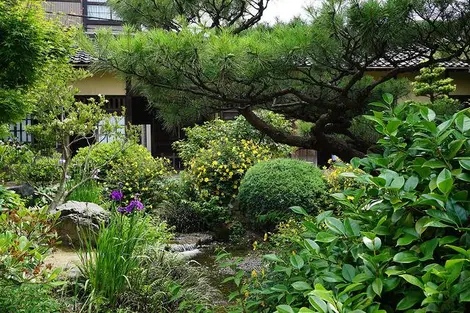 Le jardin de la maison des Takada à Kanazawa Le jardin de la maison des Takada à Kanazawa