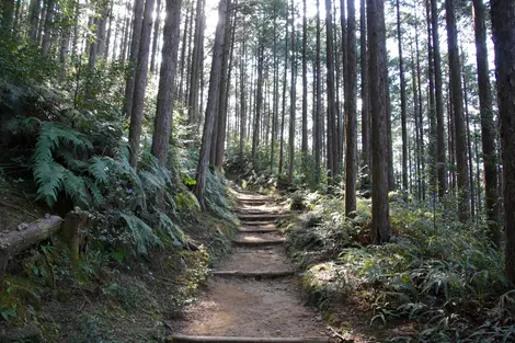Les chemins historiques de Kumano Kodo à travers la forêt Les chemins historiques de Kumano Kodo à travers la forêt