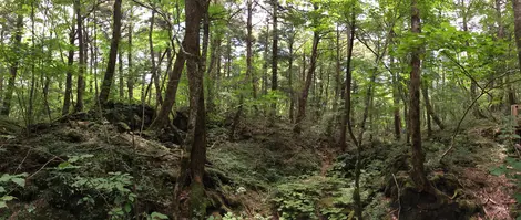 foret aokigahara