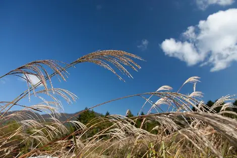 Le champ de pampas Sengokuhara, dans la région de Hakone Le champ de pampas Sengokuhara, dans la région de Hakone