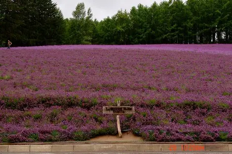 Les champs de lavande de la ferme Tomita