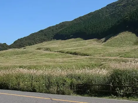L'été sur les champs de pampa de Sengokuhara, près de Hakone L'été sur les champs de pampa de Sengokuhara, près de Hakone
