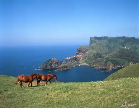 La côte de Kuniga et ses chevaux La côte de Kuniga et ses chevaux