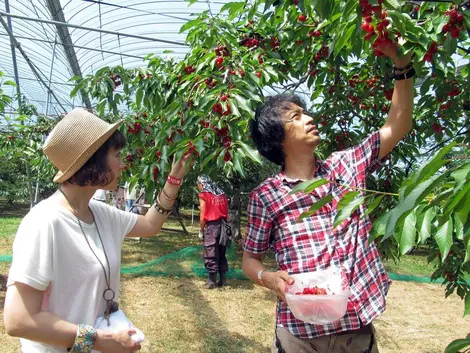 La cueillette des cerises à la ferme Ohashi (Hokkaido)