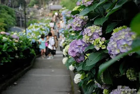 Des allées d'hortensias à Kamakura Des allées d'hortensias à Kamakura