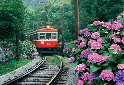 Hakone Tozan Line Hortensien