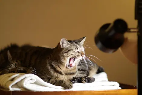 Réveil énergique. Un matou du café à chats Nekonoiru kyukeijo 299 à IKebukuro. Réveil énergique. Un matou du café à chats Nekonoiru kyukeijo 299 à IKebukuro.