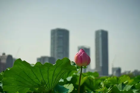 Lotus en fleur au parc d'Ueno à Tokyo