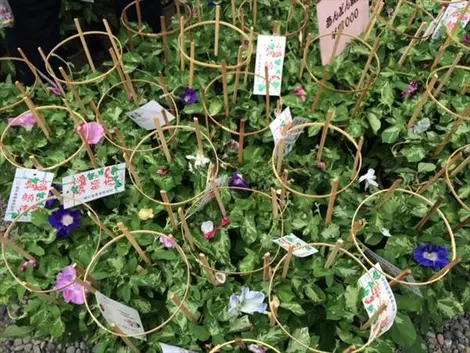 Au festival Iriya Asagao matsuri, les Belles-de-jour sont les reines de la fête !