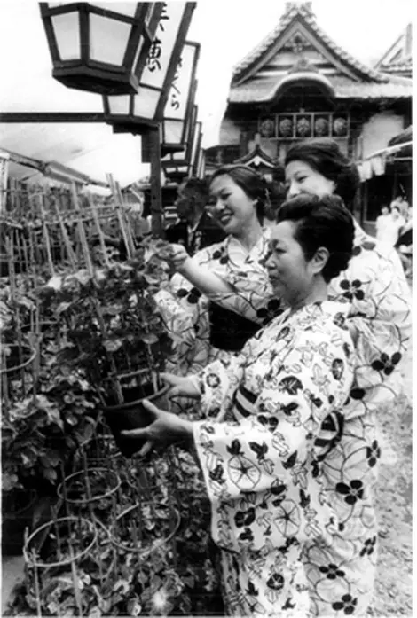 Le festival Iriya Asagao aux alentours des années 1940 (ère Showa). Le festival Iriya Asagao aux alentours des années 1940 (ère Showa).