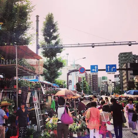Le festival Iriya Asagao matsuri de nos jours Le festival Iriya Asagao matsuri de nos jours