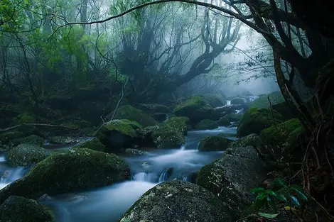 Yakushima Yakushima