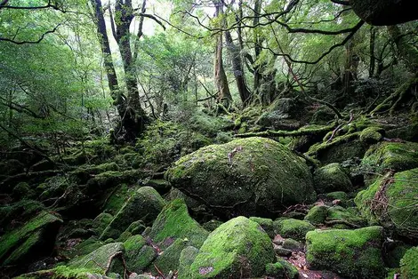 Yakushima Forest