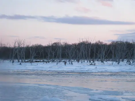 Les squelettes des arbres morts hantent encore la péninsule de Notsuke