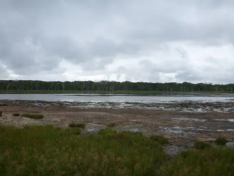 Au loin, les squelettes d'arbres côtoient la forêt encore bien vivante Au loin, les squelettes d'arbres côtoient la forêt encore bien vivante