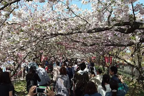 Sakura en el museo de la moneda. Sakura en el museo de la moneda.