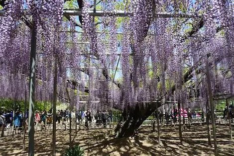 parc-floral-ashikaga-glycine