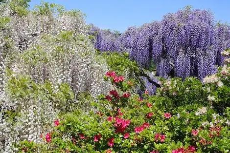 Glycines blanches violettes