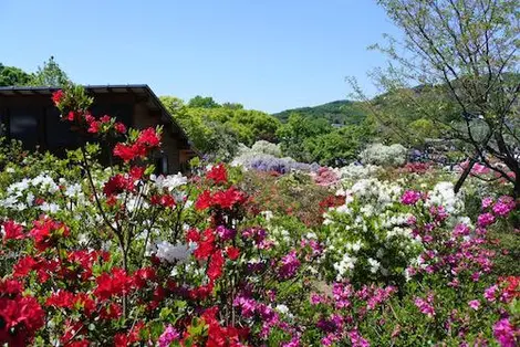 azalées parc ashikaga