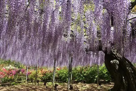 arbre glycine