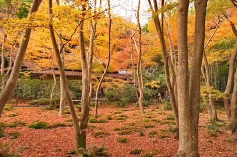 Le temple Gio-ji en automne