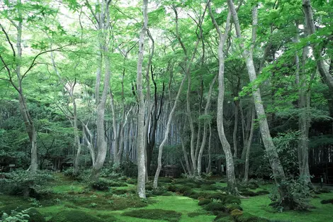 Le temple Gio-ji et son jardin de mousse