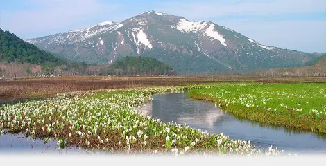 Ozegahara Swamp