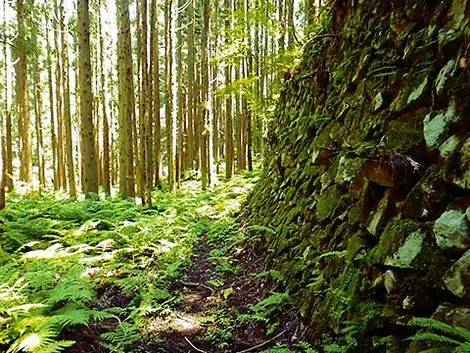 Les forêts de l'Osorakan snow park en été Les forêts de l'Osorakan snow park en été