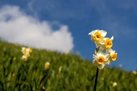 Jonquilles sur l'île Awaji