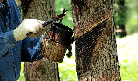 prelevement_seve_arbre_a_laque prelevement_seve_arbre_a_laque
